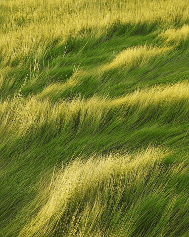 Growth visualization